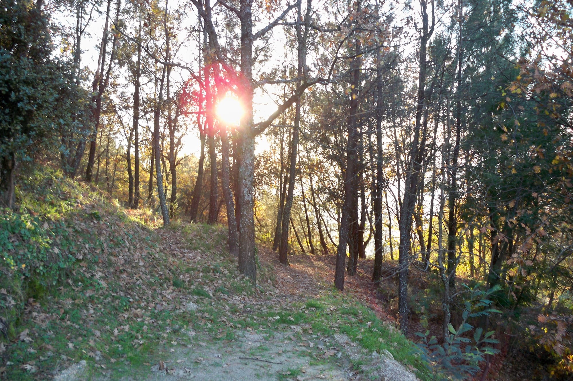 forêt de Belmonte . Beira intérior - Portugal