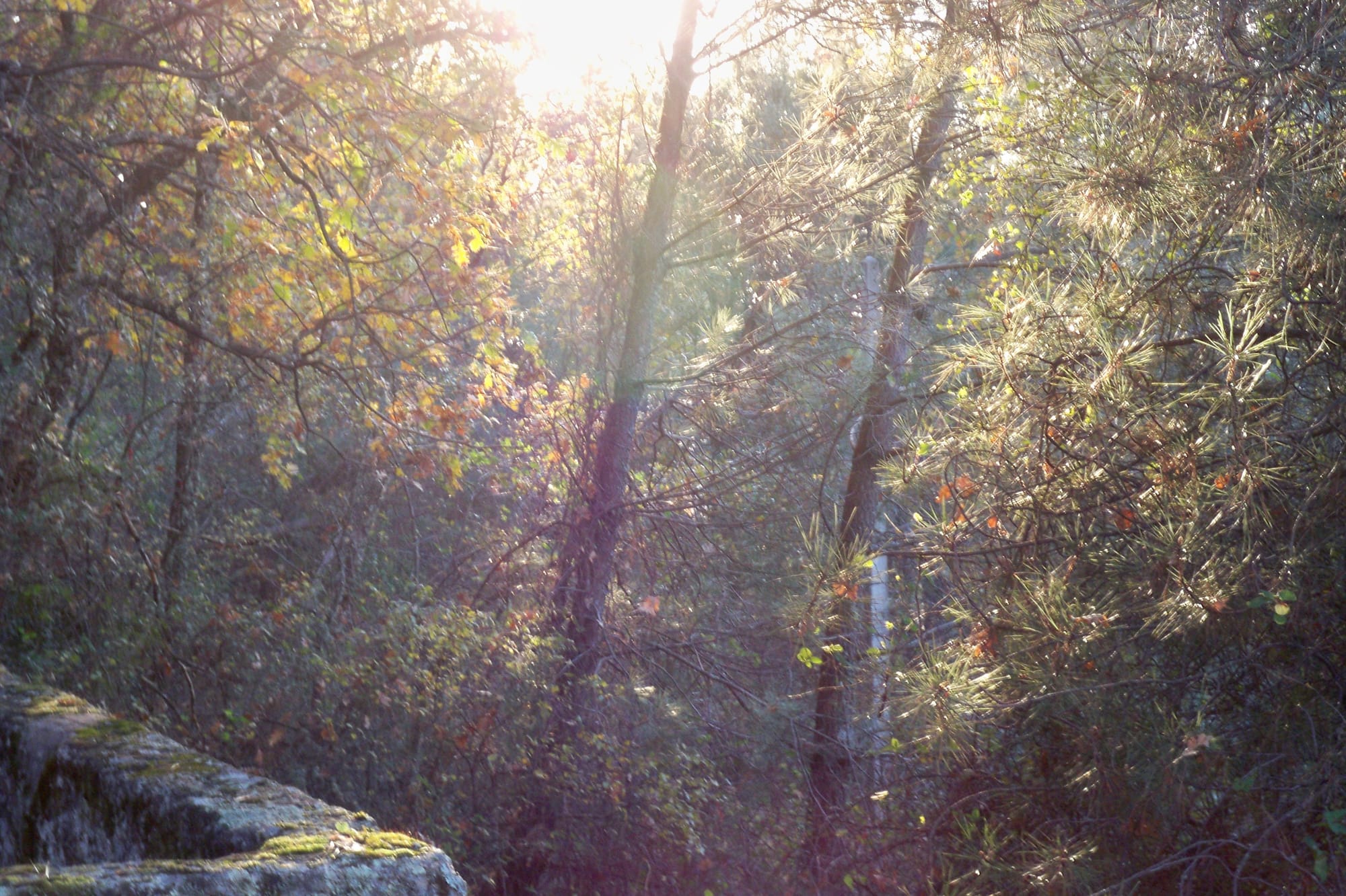 forêt de Belmonte . Beira intérior - Portugal