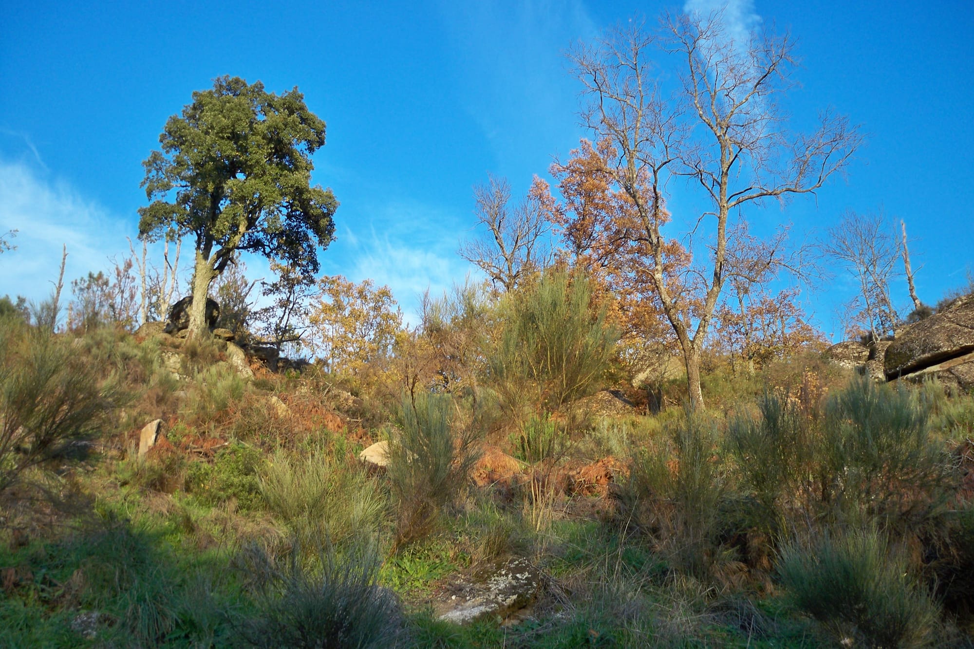 forêt de Belmonte . Beira intérior - Portugal