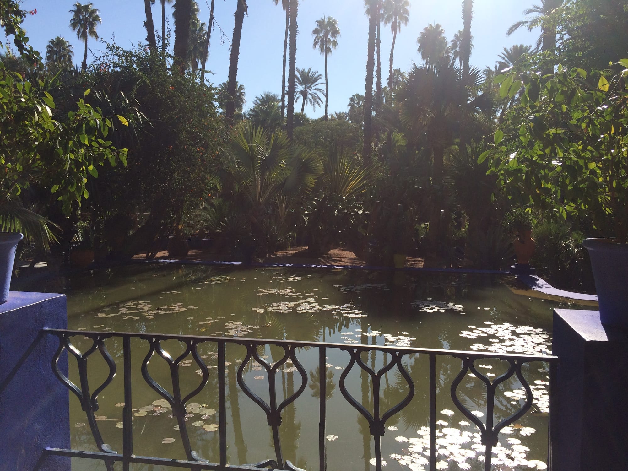 Marrakech - jardin majorelle