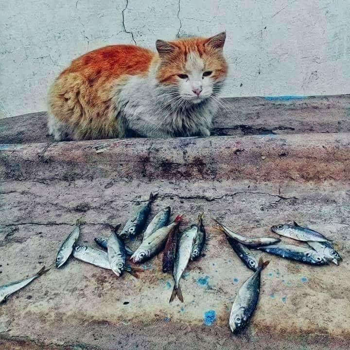 الفلسفة، اليومي والجميل