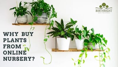 Why Buy Plants From Online Nursery?