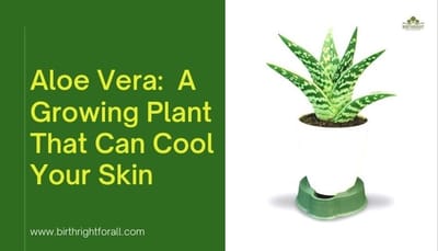 ALOE VERA: A GROWING PLANT THAT CAN COOL YOUR SKIN