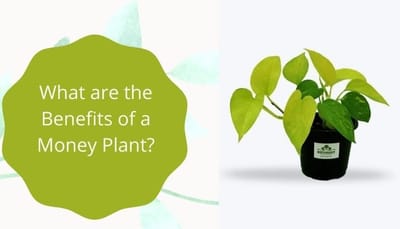 What Are the Benefits of a Money Plant?