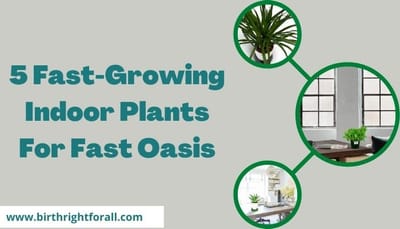 5 Fast-Growing Indoor Plants For Fast Oasis