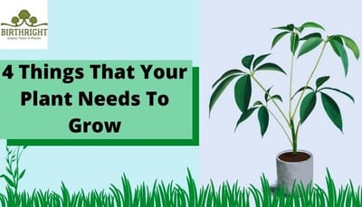 4 Things That Your Plant Needs To Grow