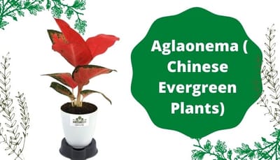 Many Options, Aglaonema ( Chinese Evergreen Plants)