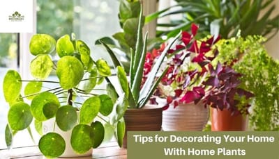 Tips For Decorating Your Home With Home Plants