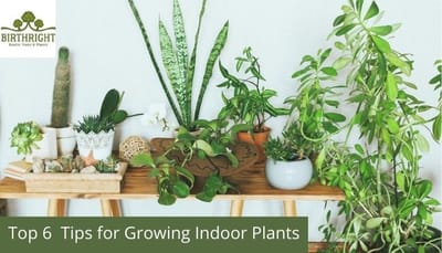 Top 6  Tips for Growing Indoor Plants