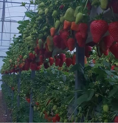 Hydropanic شرکت هایدروپانیک مهستان کیش