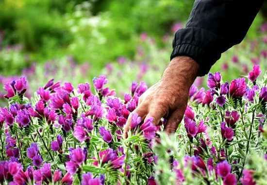 Medication of medicinal plants