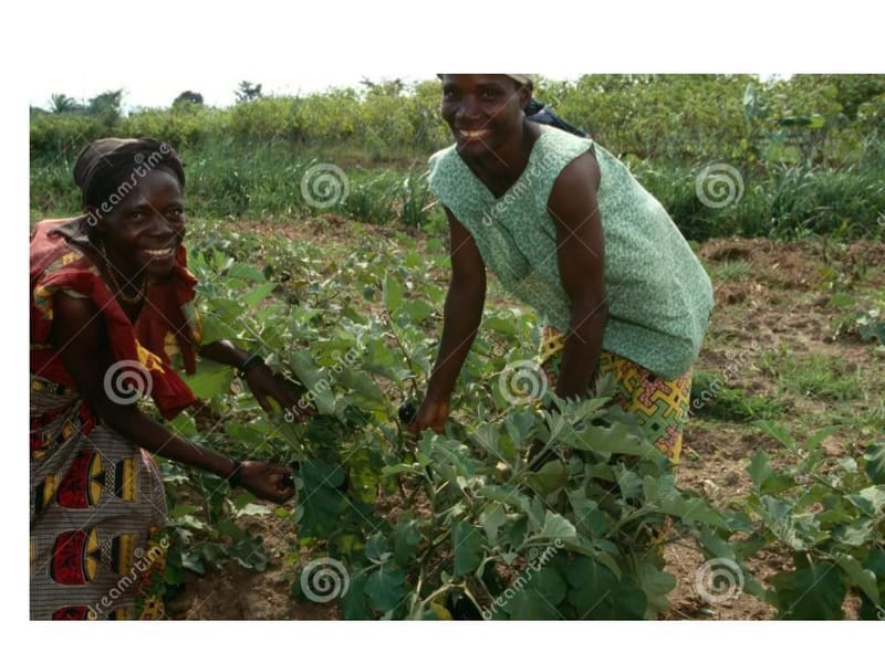 WE SUPPORT AGRICULTURE UNDER FINANCIAL SUPPORT PROJECT (FSP).