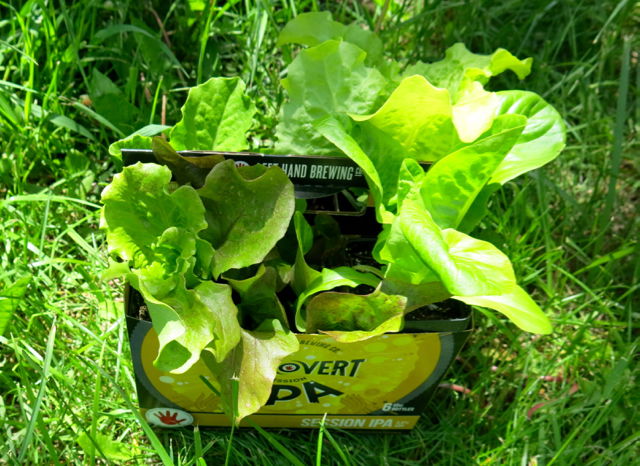 Lettuce 6 packs