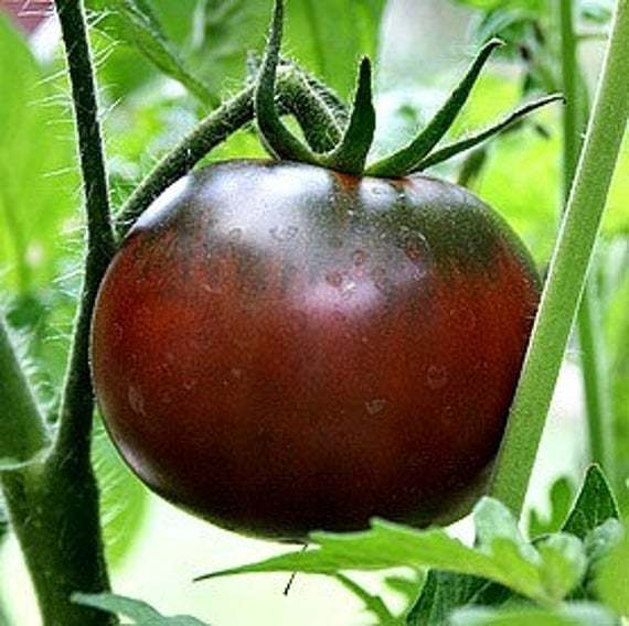 Paul Robeson tomato