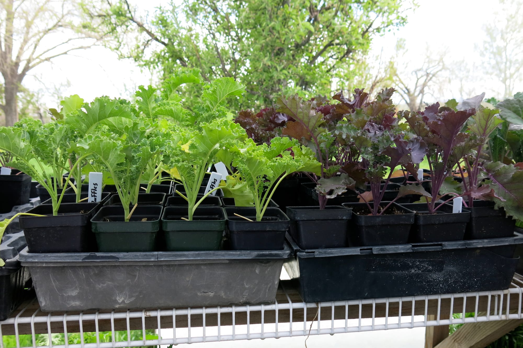 Kale seedlings