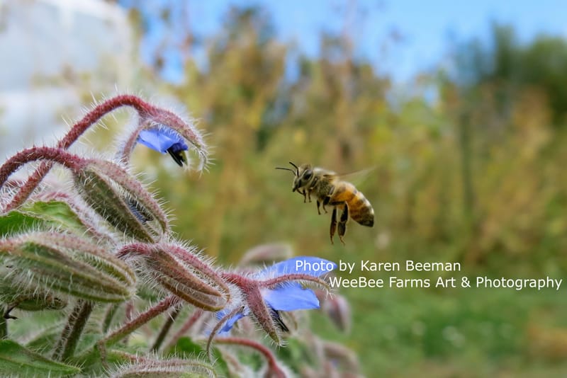 WeeBee Farms Photography