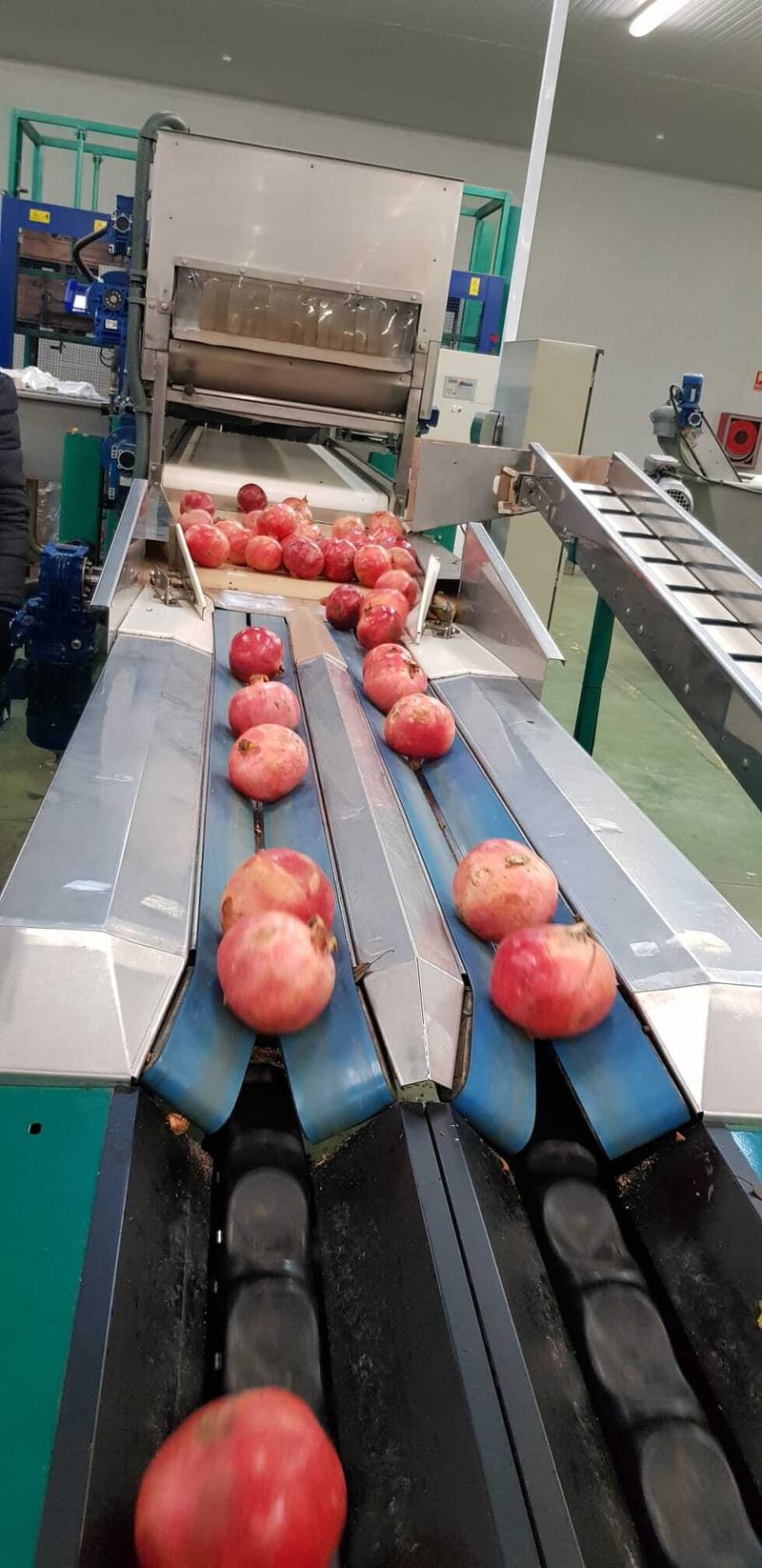 Maf roda 2 lines apple grading line