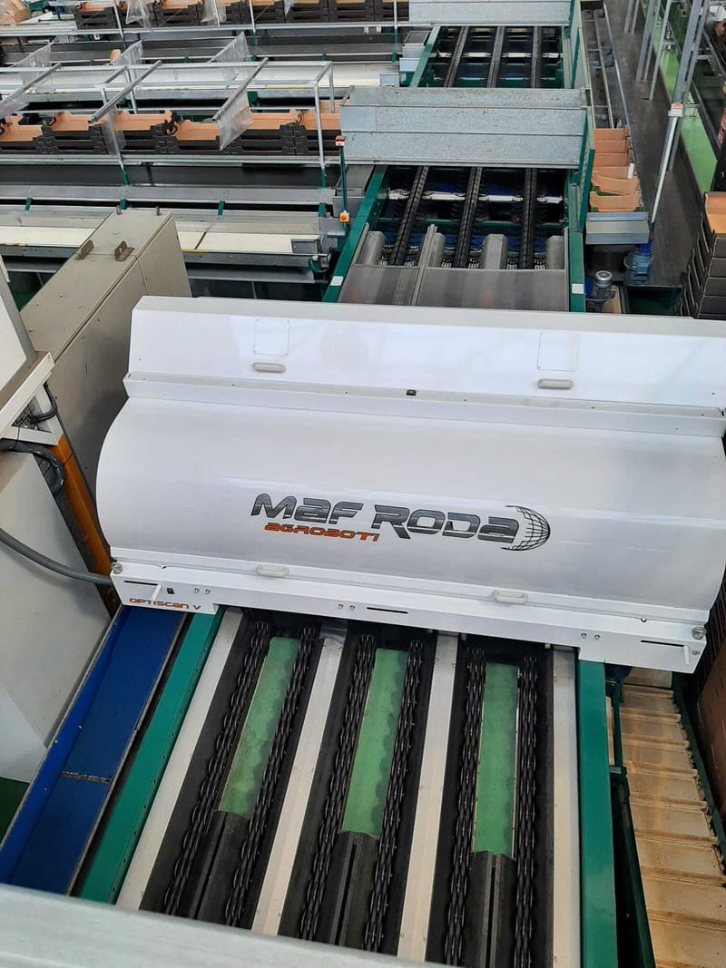 Maf roda pomone 6 lines tomato grading line