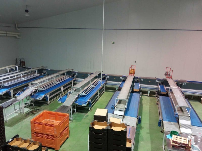 Ser.mac Two lines kiwi sorting line