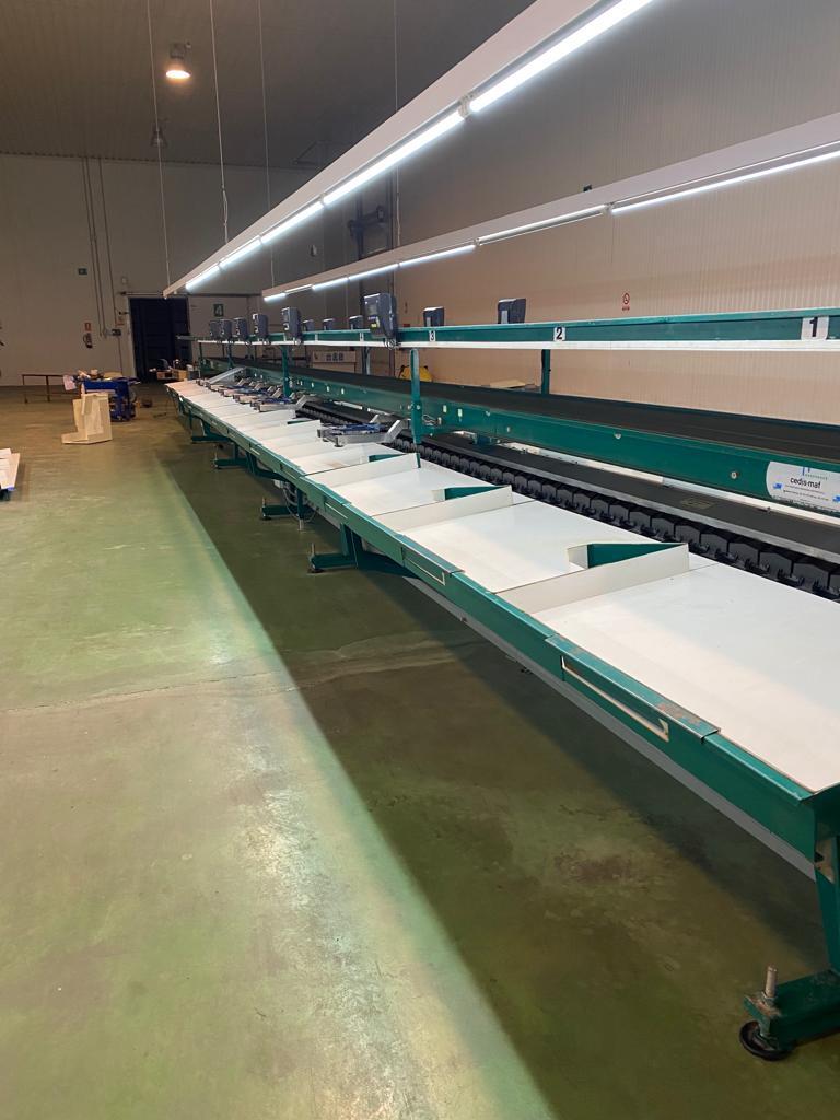 Maf roda Oneway 2 lines avocado sorting line