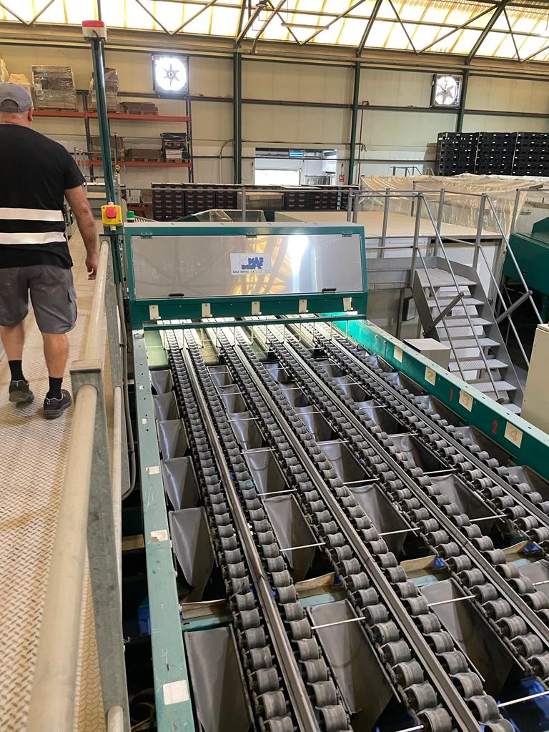 Maf roda 8 lines citrus grading line