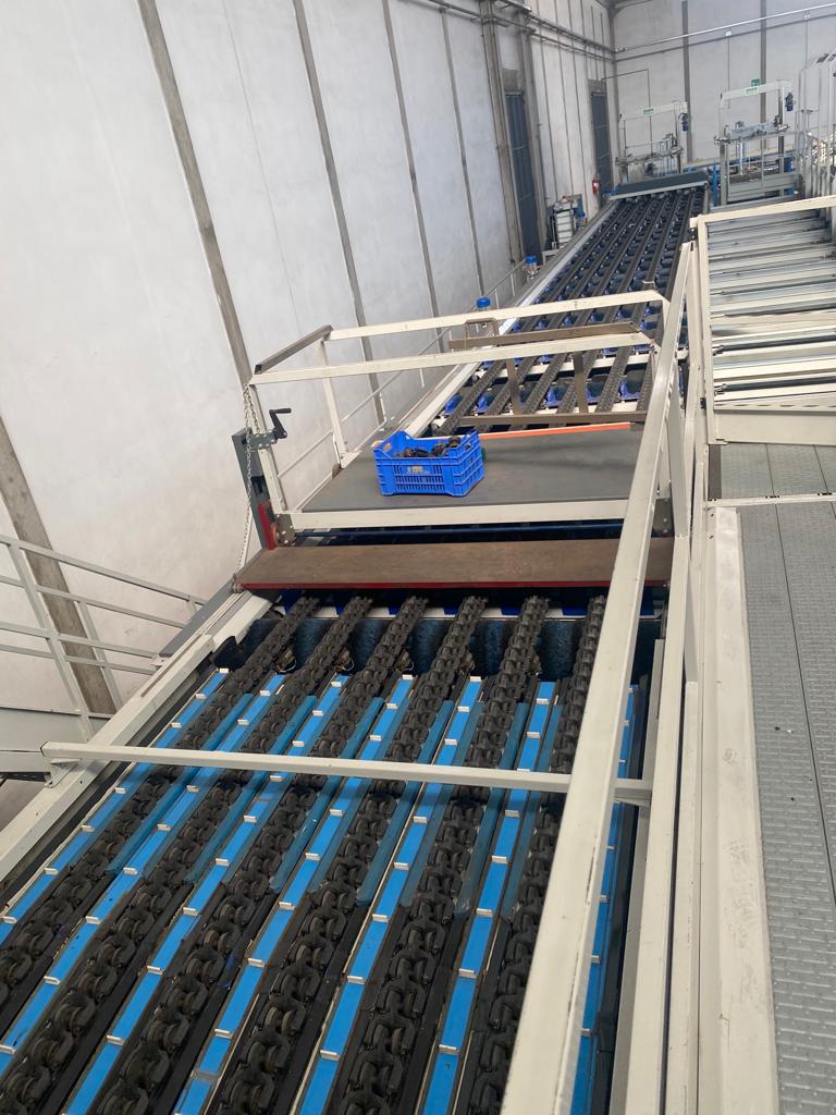 Compac 6 lines kiwi pre sorting line