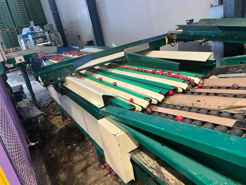 Maf roda 6 lines tomato grading line