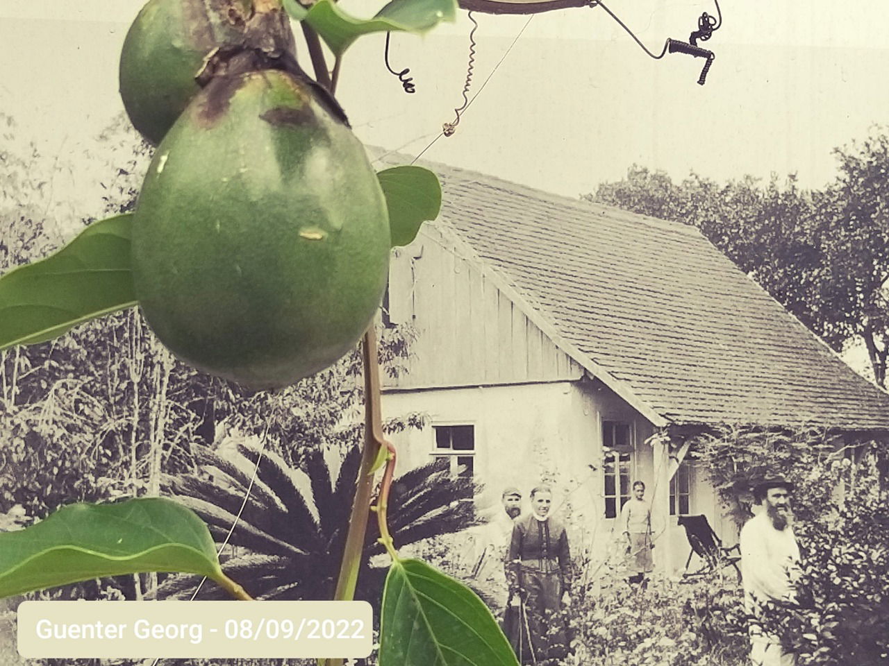 imagem da imigração dos primeiros colonos na nossa colônia de Blumenau.