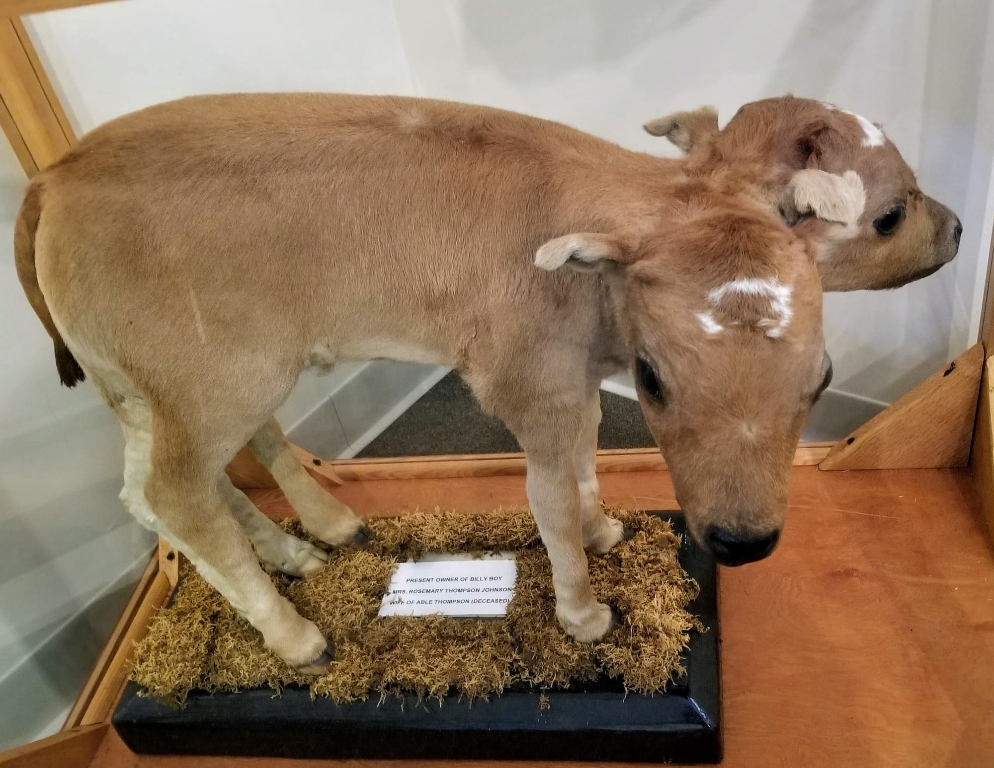 Two-Headed Calf