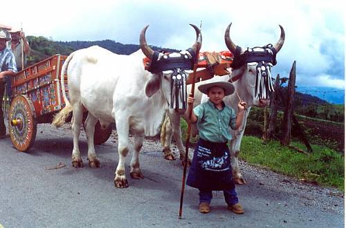 La tradición del boyeo.