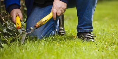 How Can a Landscaping Professional Prove to be of Immense Help?