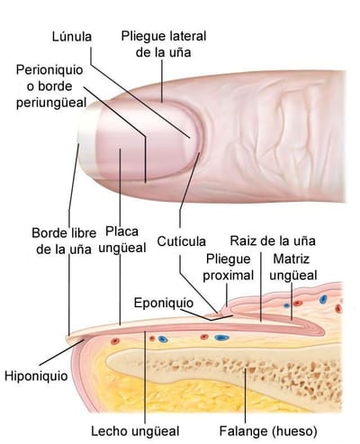 ESTRUCTURA DE LA UÑA Y SUS PARTES image