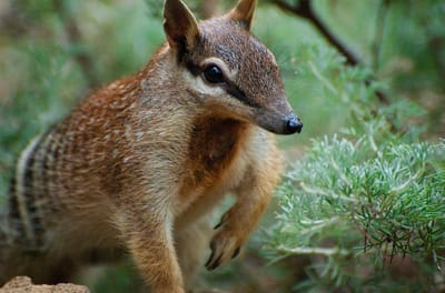 What is a Numbat? image