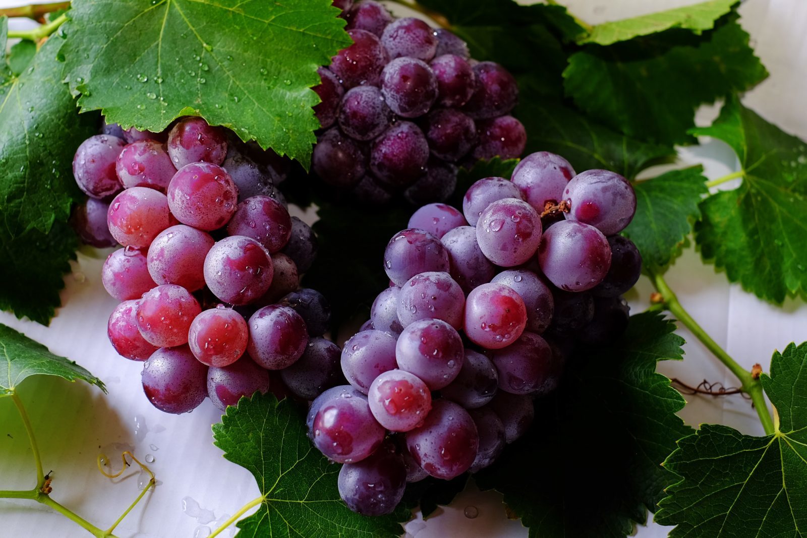 Uva Concord