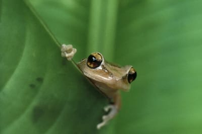 Coqui music  image
