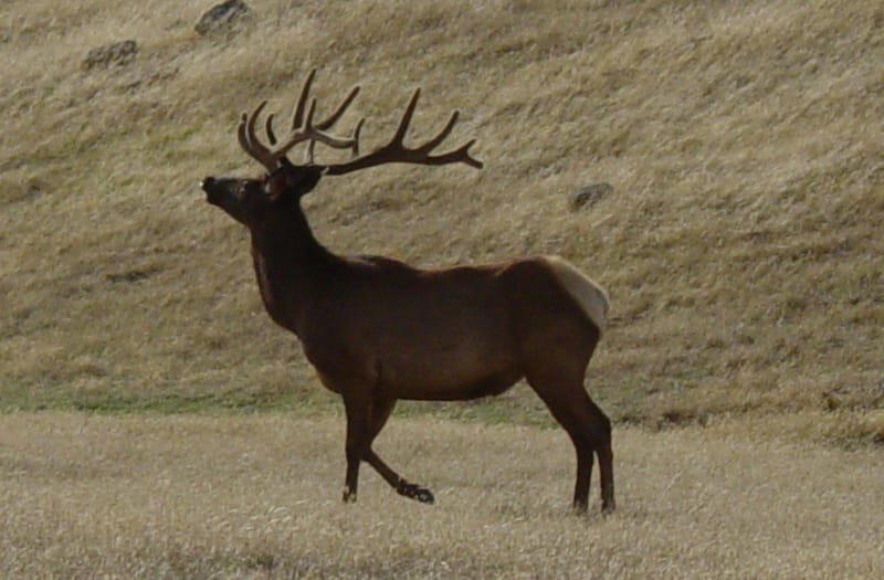 ELK