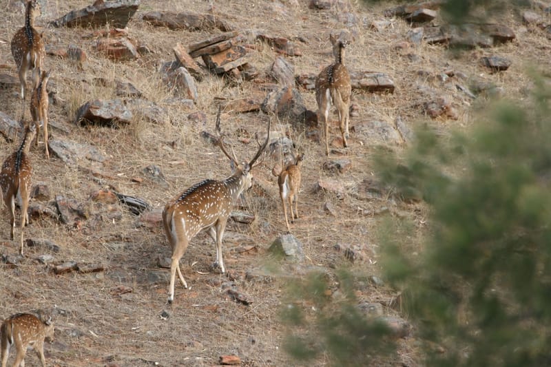 CHITAL