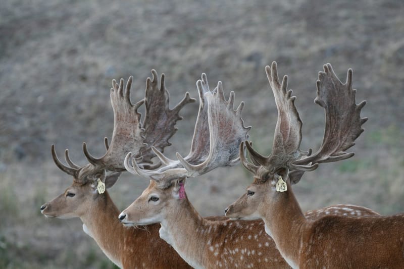 FALLOW DEER