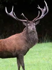 RED DEER