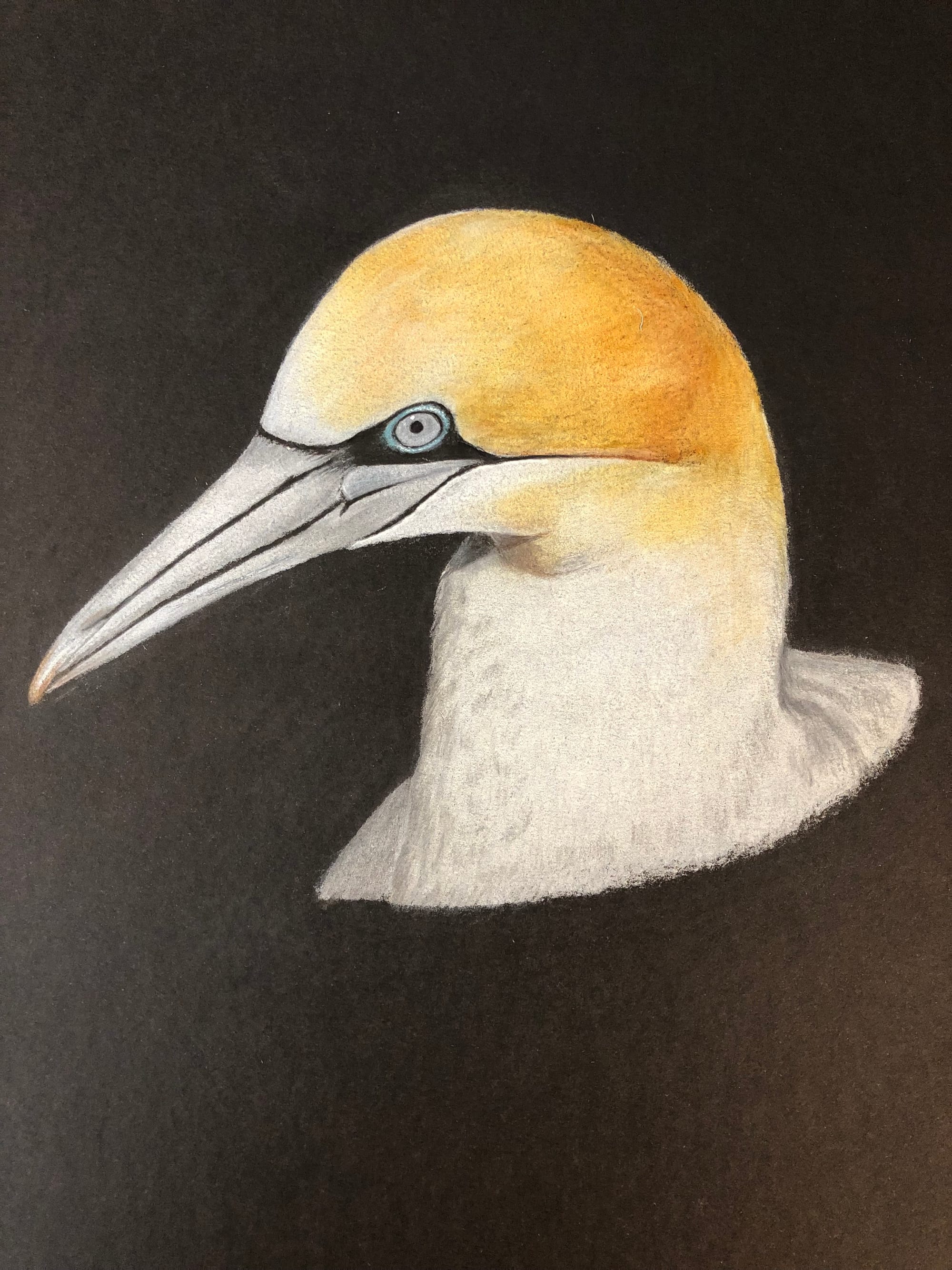 Gannet