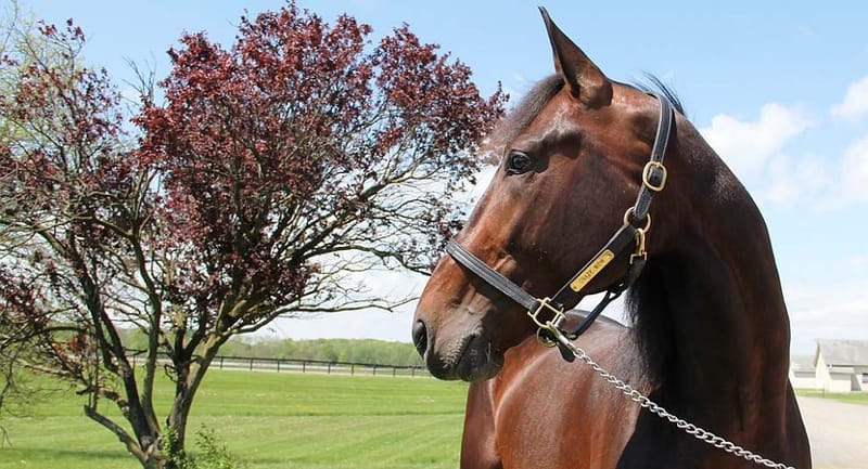 INSERIMENTO NEL CATALOGO STALLONI