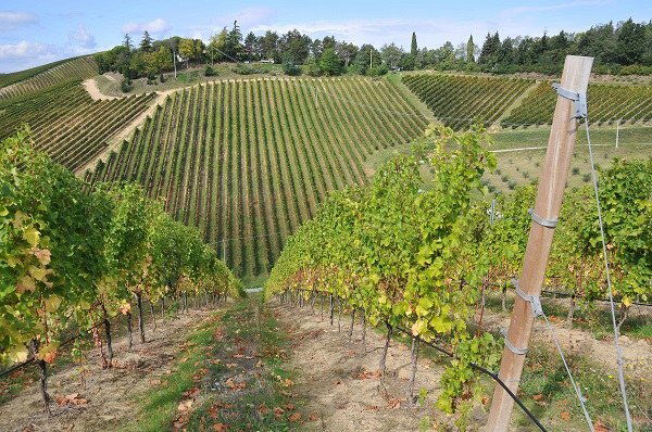 AIUTI PER L'AGRICOLTURA NEL 2024