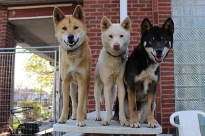 Training Primitive Dogs