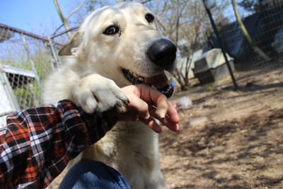Teaching impulse control