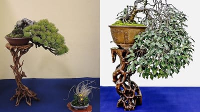 5 Kesalahan Merawat Bonsai yang Sering Dilakukan Pemula