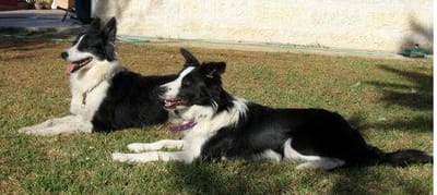 בעיות התנהגות של כלבים  וכיצד הן נוצרות?