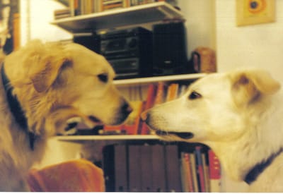 האם יש לכלבים אגו? למה כלבים אגרסיביים?