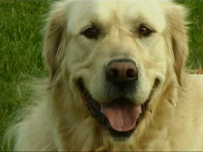 מה הקשר בין הכלב לזאב? ומהו תהליך הביות של הכלב?