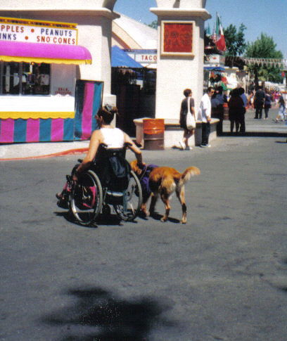 הכשרת כלבי עזר לילדים ומבוגרים בעלי מוגבלויות פיזיות, קוגניטיביות ונפשיות