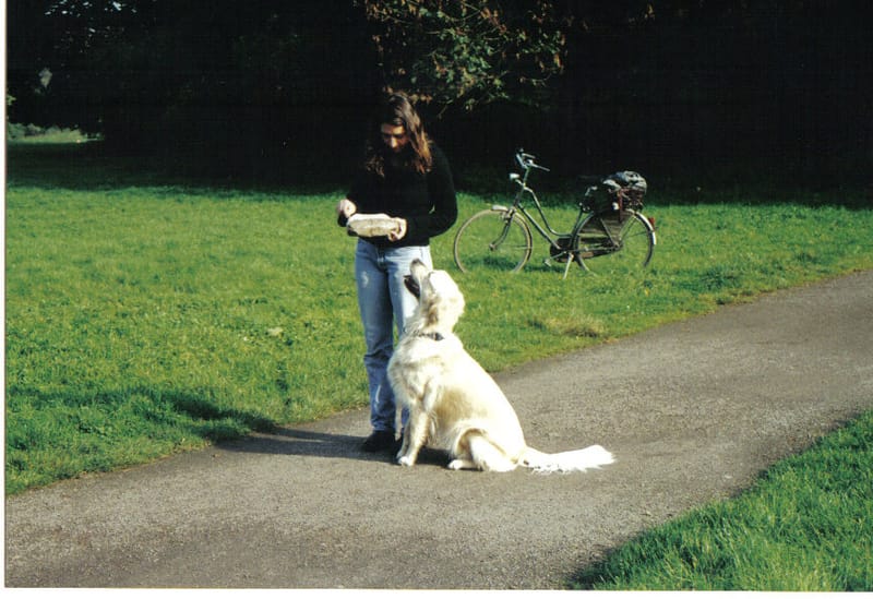 חינוך כלבים וגורים - גישה חדשה